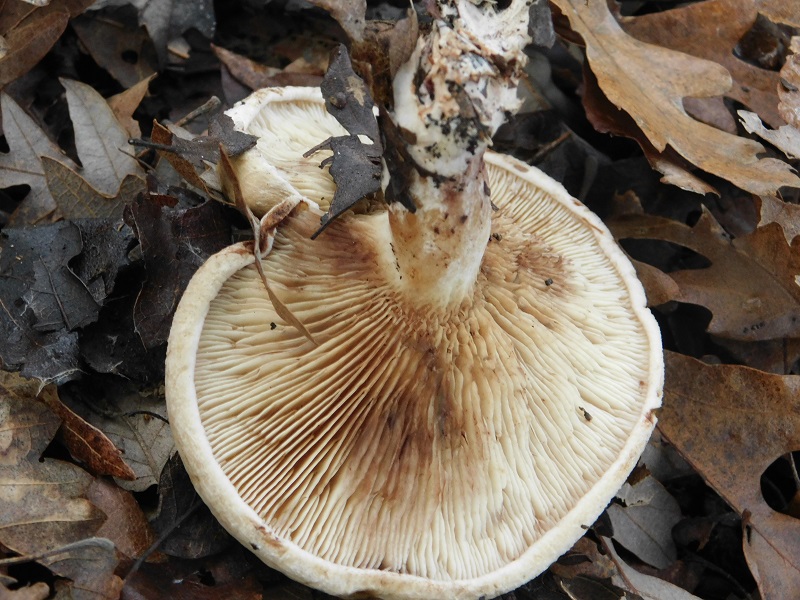 4)Fotogr.il 29.11.2019 bosco misto di latifogli