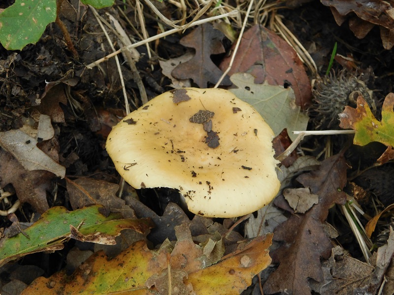 6)Fotogr.il 29.11.2019 bosco misto di  latifoglia