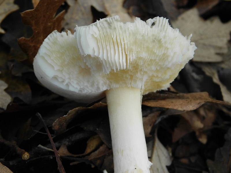 8)Fotogr.il 29.11.2019 sotto bosco di latifoglia