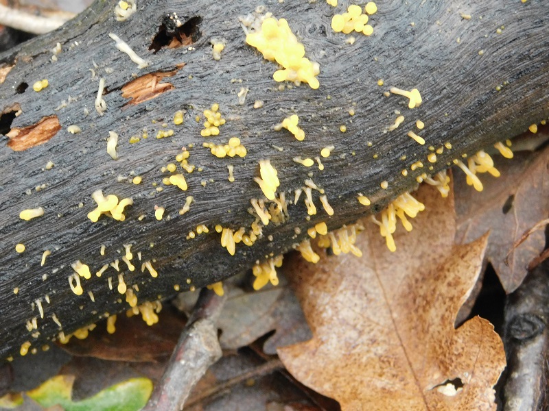 9)Fotogr.il 29.11.2019 sotto bosco misto di latifoglia lignicolo