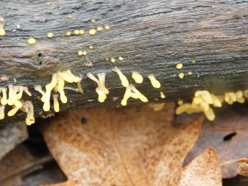 9)Fotogr.il 29.11.2019 sotto bosco misto di latifoglia lignicolo