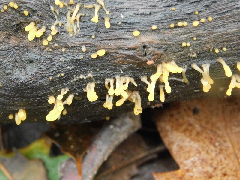 9)Fotogr.il 29.11.2019 sotto bosco misto di latifoglia lignicolo