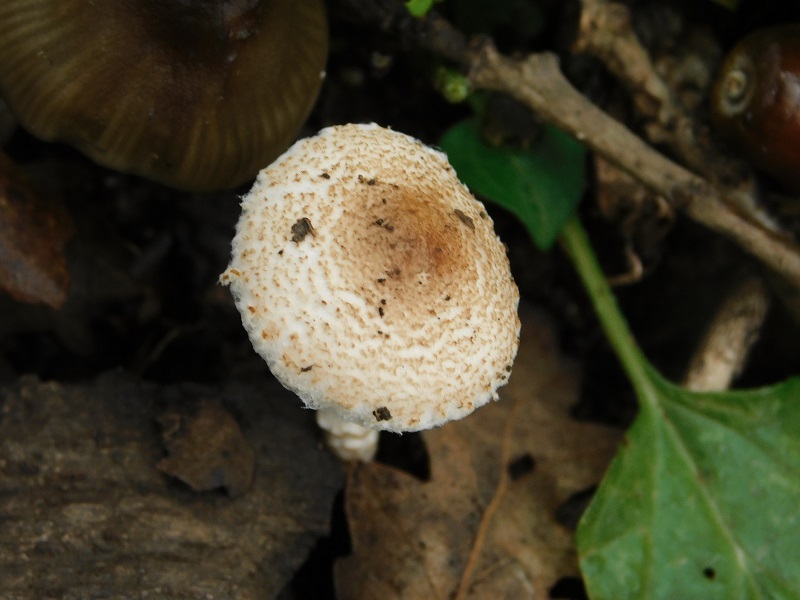 10)Fotogr.il 29.11.2019 sotto bosco misto di latifoglia