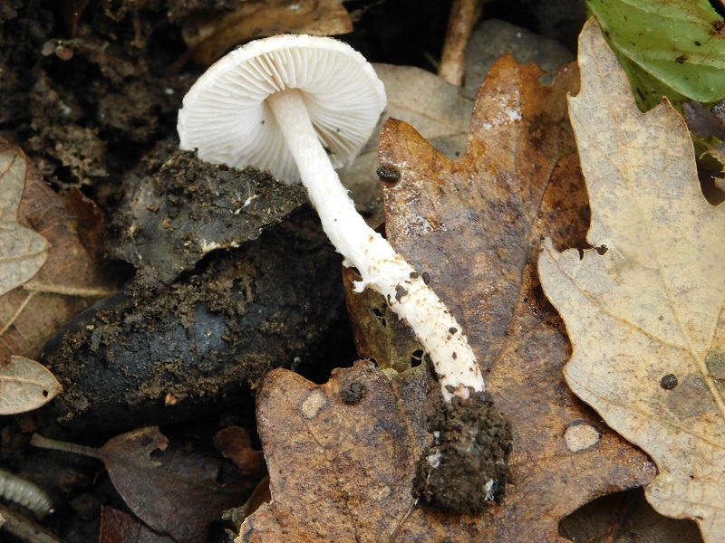 10)Fotogr.il 29.11.2019 sotto bosco misto di latifoglia