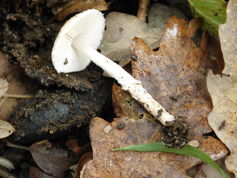 10)Fotogr.il 29.11.2019 sotto bosco misto di latifoglia