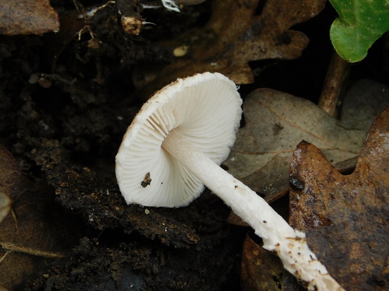 10)Fotogr.il 29.11.2019 sotto bosco misto di latifoglia