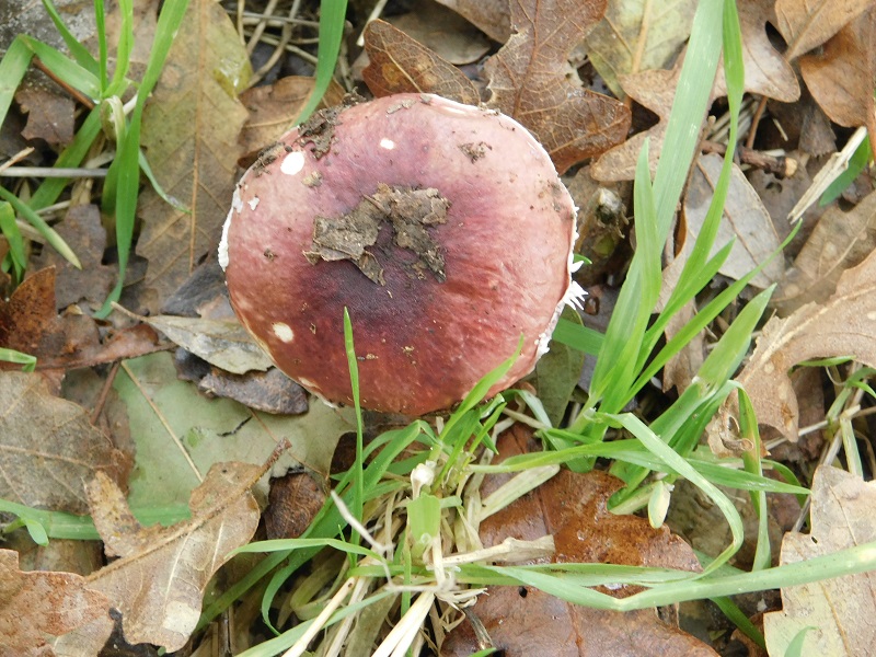 11)Fotogr.il 29.11.2019 sotto bosco misto di latifoglia