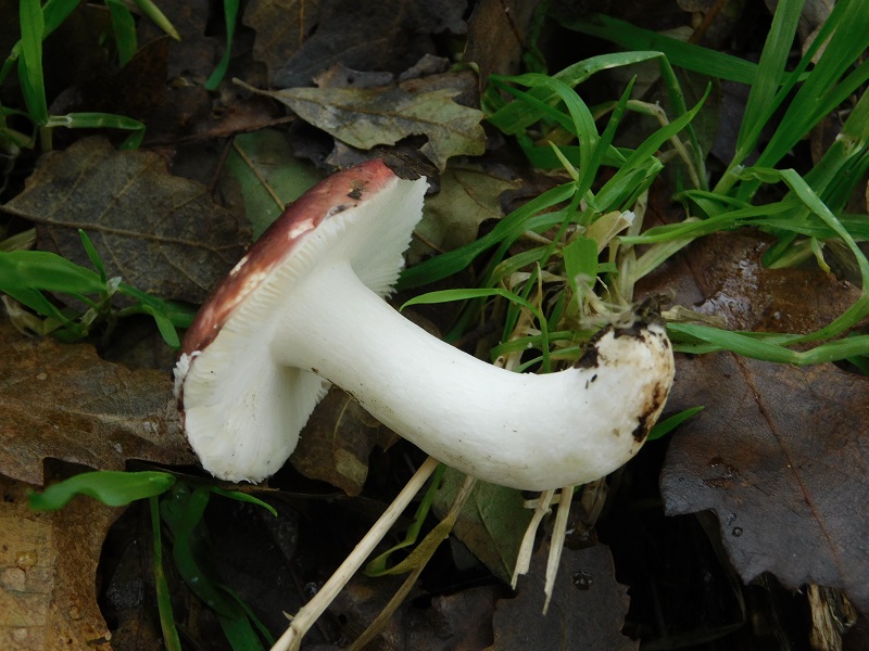 11)Fotogr.il 29.11.2019 sotto bosco misto di latifoglia