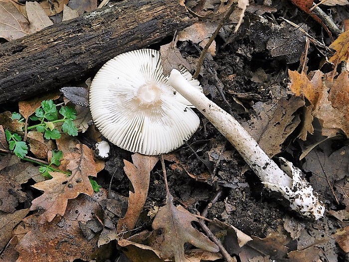 13)Fotogr.il 29.11.2019 sotto bosco misto di latifoglia