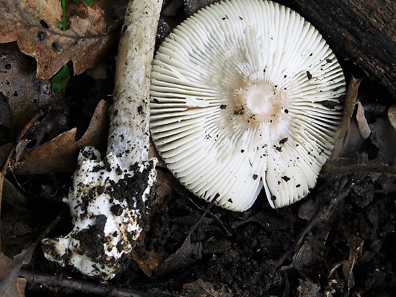 13)Fotogr.il 29.11.2019 sotto bosco misto di latifoglia