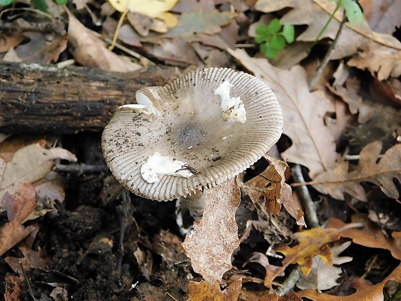 13)Fotogr.il 29.11.2019 sotto bosco misto di latifoglia