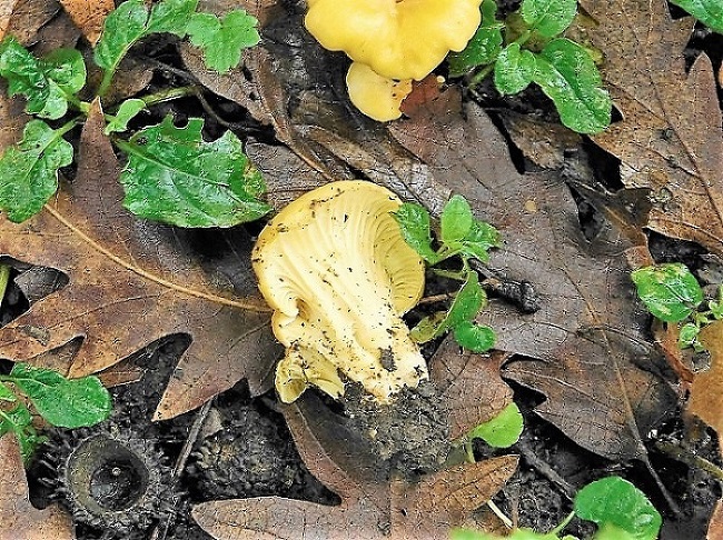 13)Fotogr.1.11.2019 sotto Quercia