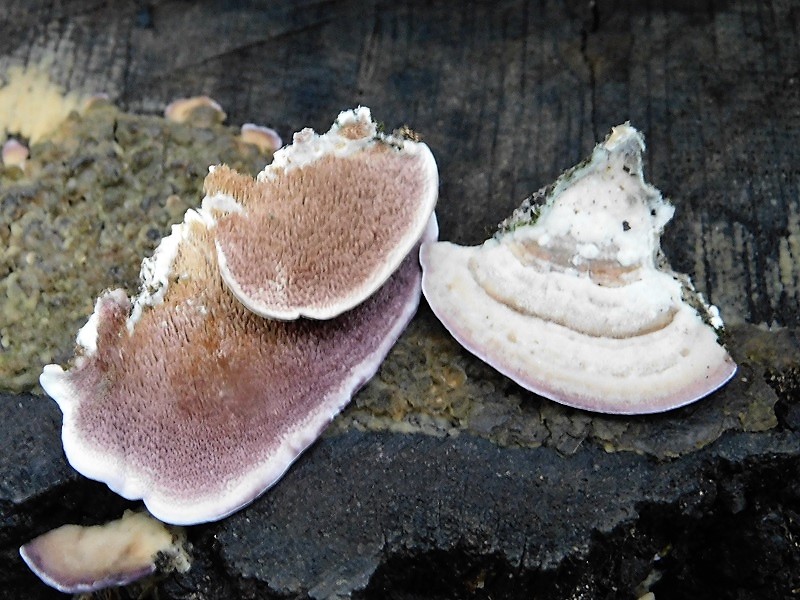 14)Fotogr.1.11.2019 sotto Quercia lignicolo