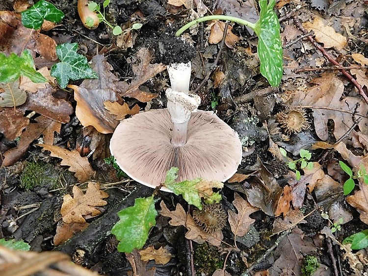 15)Fotogr.1.11.2019 sotto Quercia