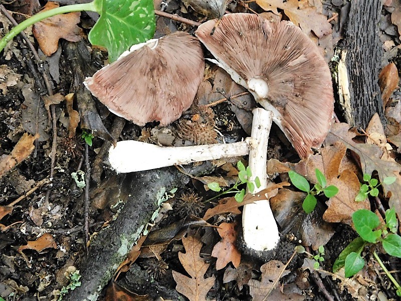 15)Fotogr.1.11.2019 sotto Quercia