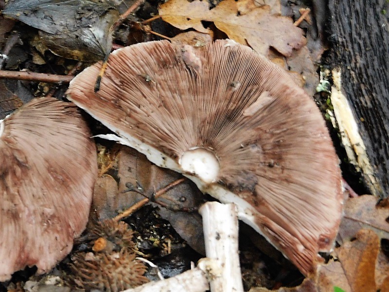 15)Fotogr.1.11.2019 sotto Quercia