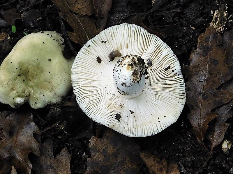 16)Fotogr.1.11.2019 sotto Quercia