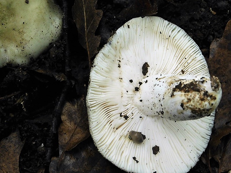 16)Fotogr.1.11.2019 sotto Quercia