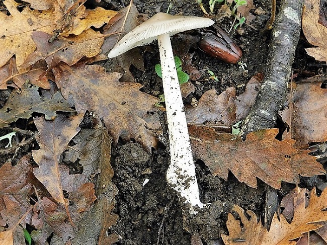 17)Fotogr.1.11.2019 sotto Quercia