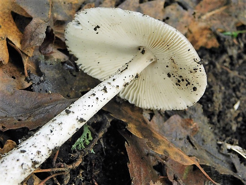 17)Fotogr.1.11.2019 sotto Quercia