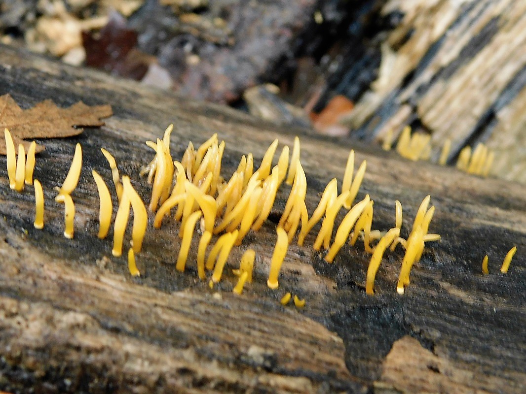 18)Fotogr.1.11.2019 sotto Quercia lignicolo