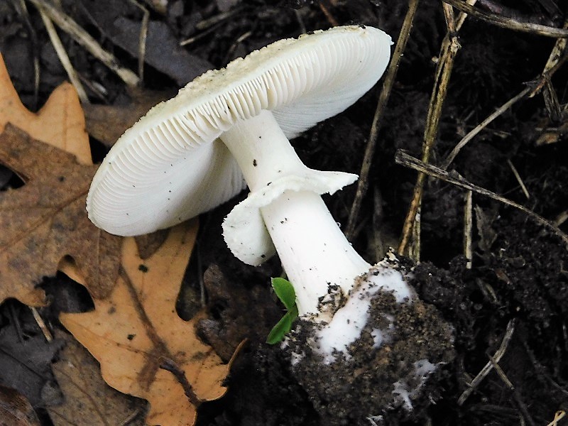 19)Fotogr.1.11.2019 sotto Quercia