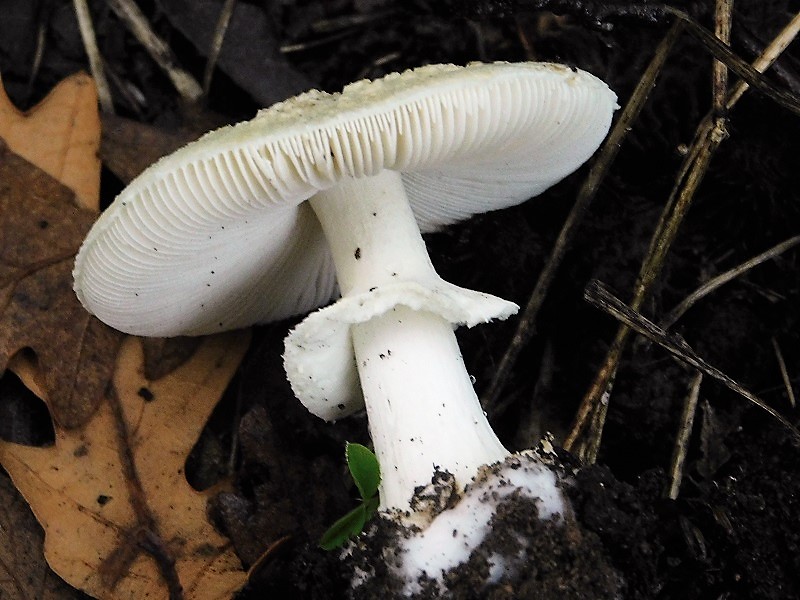 19)Fotogr.1.11.2019 sotto Quercia