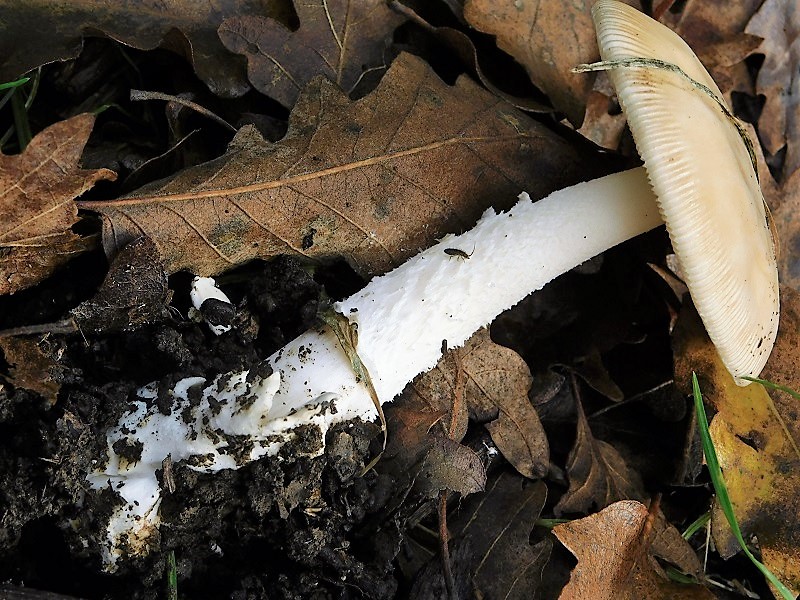 20)Fotogr.1.11.2019 sotto Quercia