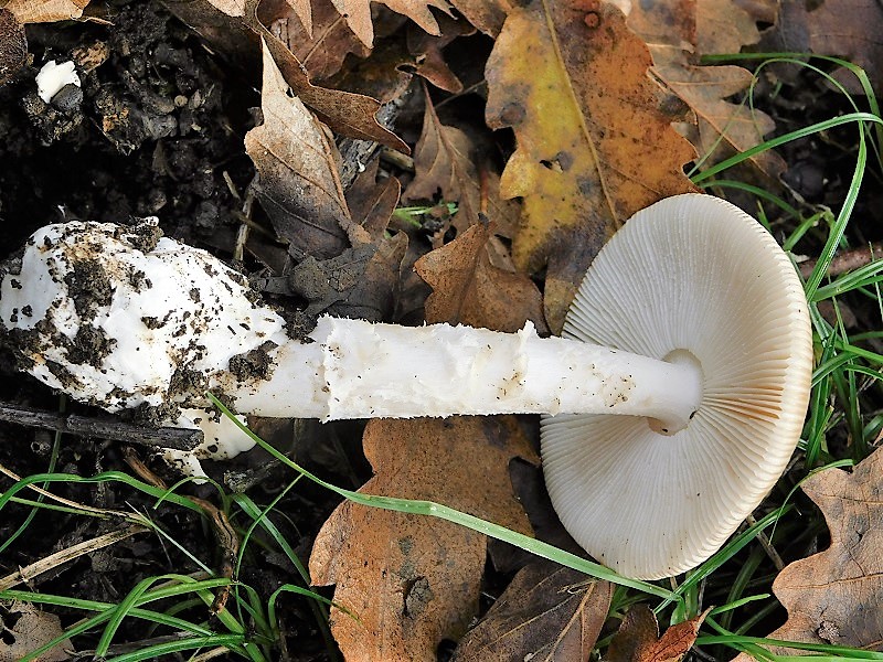 20)Fotogr.1.11.2019 sotto Quercia