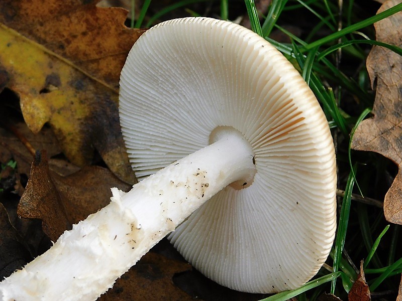 20)Fotogr.1.11.2019 sotto Quercia