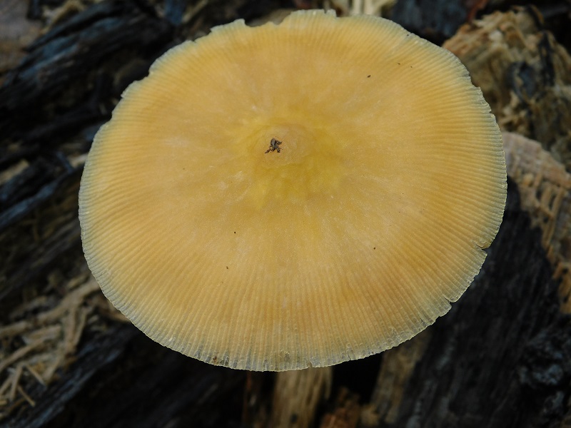 21)Fotogr.1.11.2019 sotto Quercia lignicolo