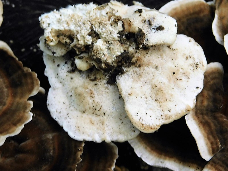 23)Fotogr.1.11.2019 sotto Quercia lignicolo