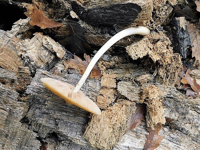 21)Fotogr.1.11.2019 sotto Quercia lignicolo