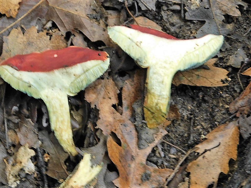 24)Fotogr.1.11.2019 sotto Quercia ultimo del 1.11