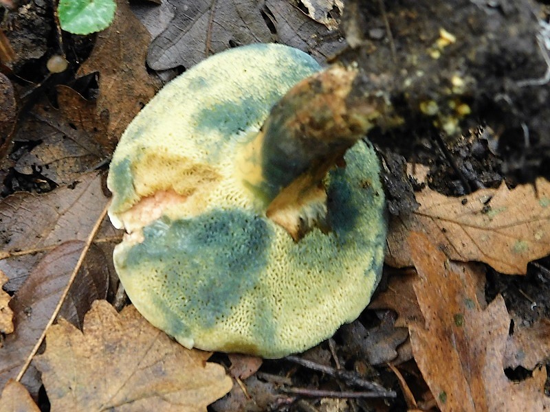 24)Fotogr.1.11.2019 sotto Quercia ultimo del 1.11