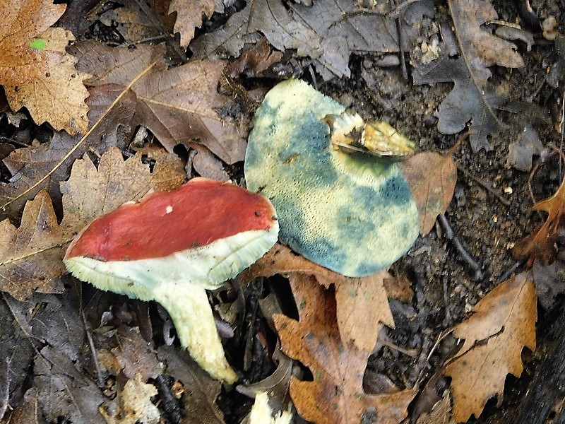 24)Fotogr.1.11.2019 sotto Quercia ultimo del 1.11