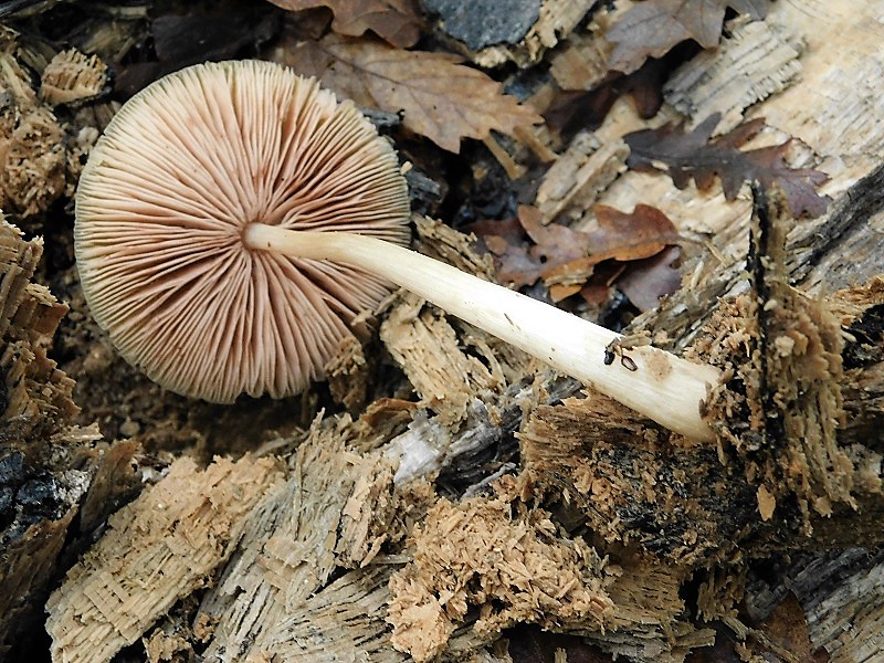 21)Fotogr.1.11.2019 sotto Quercia lignicolo