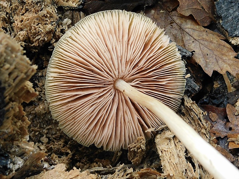 21)Fotogr.1.11.2019 sotto Quercia lignicolo