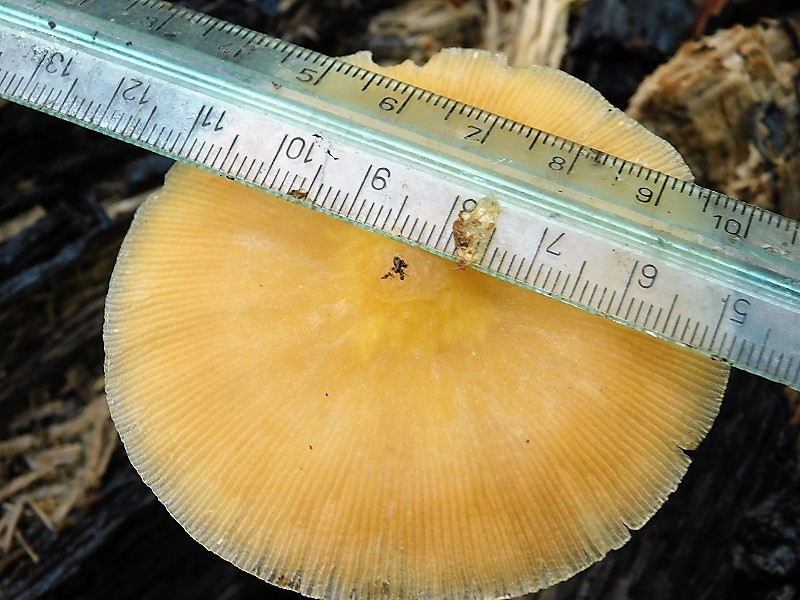 21)Fotogr.1.11.2019 sotto Quercia lignicolo