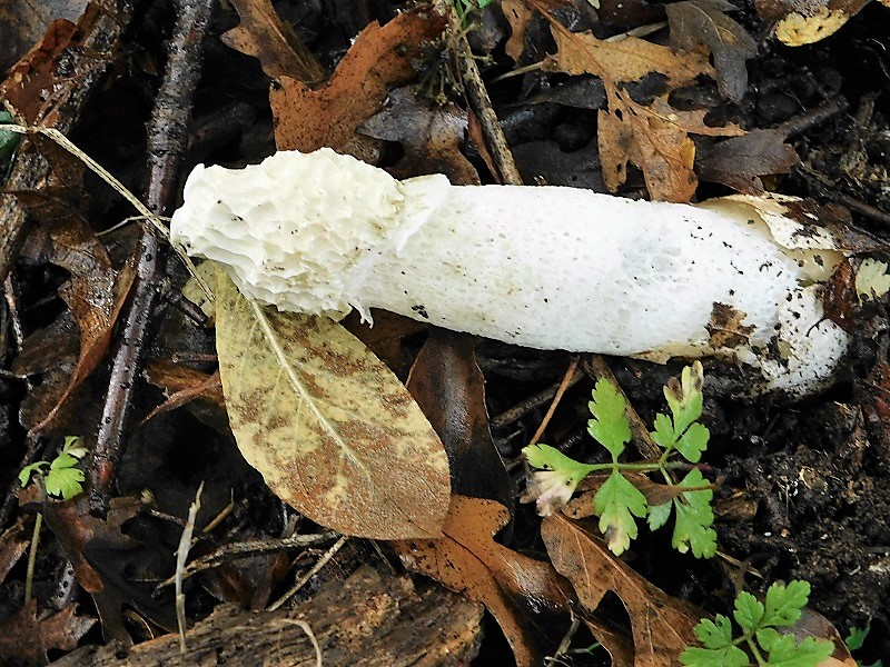 22)Fotogr.1.11.2019 sotto Quercia