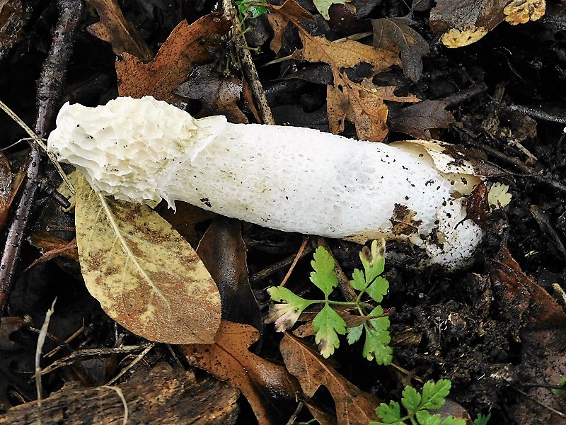 22)Fotogr.1.11.2019 sotto Quercia