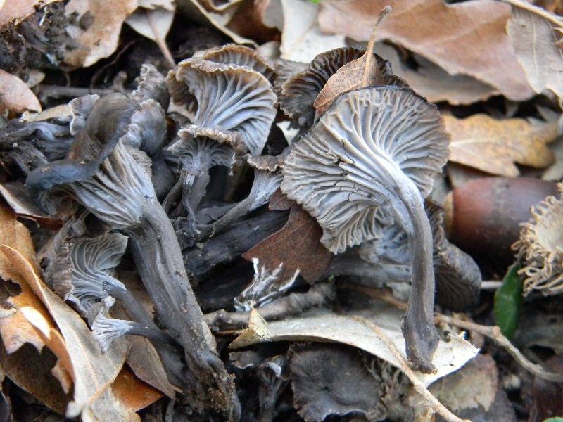 3)Fotogr.il 15.01.2019.sotto Quercia