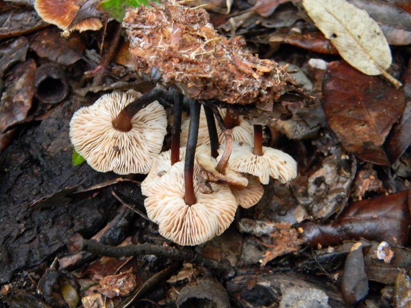 1)Fotogr.il 18.1.2019.sotto pineta marina con Leccio