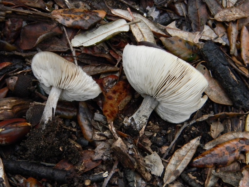 2)Fotogr.il.18.1.2019.sotto pineta marina con Leccio