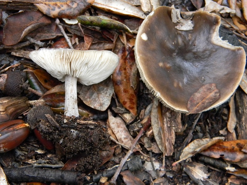 2)Fotogr.il.18.1.2019.sotto pineta marina con Leccio