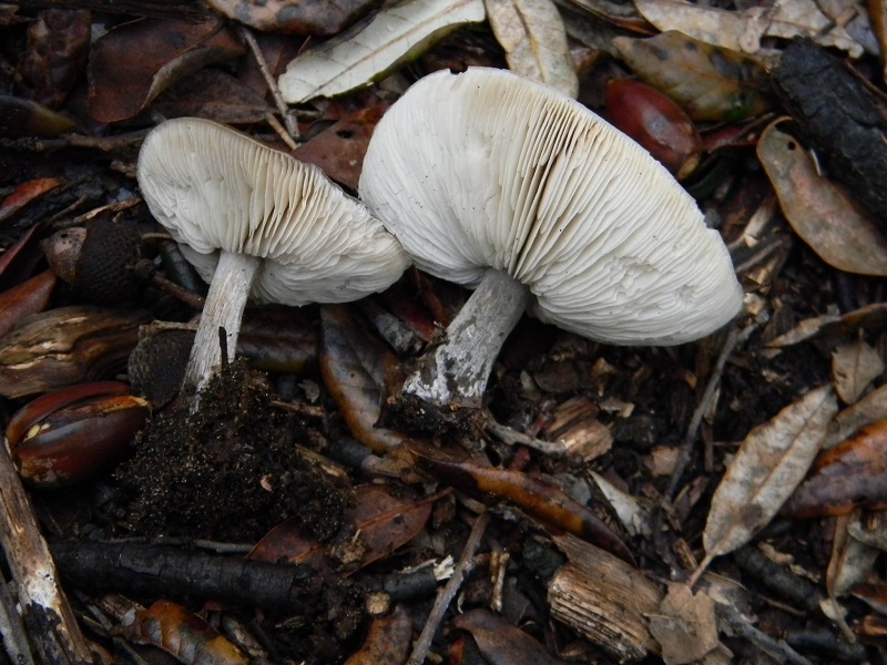 2)Fotogr.il.18.1.2019.sotto pineta marina con Leccio