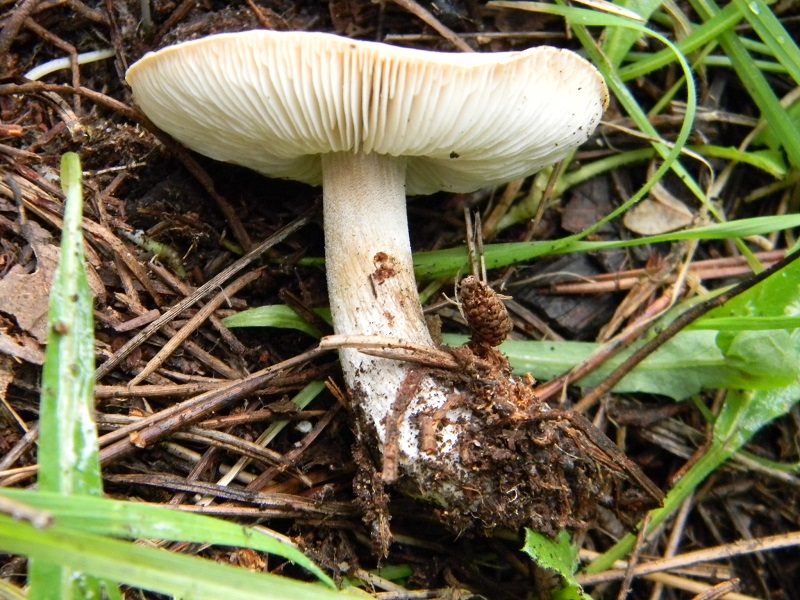 3)Fotogr.il 18.1.2019.sotto pineta marina con Leccio ultimo del 18.1.