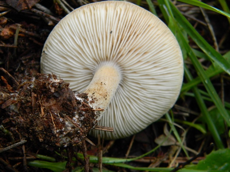 3)Fotogr.il 18.1.2019.sotto pineta marina con Leccio ultimo del 18.1.