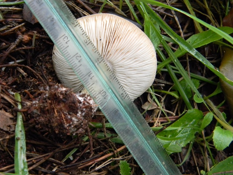 3)Fotogr.il 18.1.2019.sotto pineta marina con Leccio ultimo del 18.1.