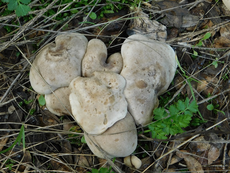 11)Fotogr.il 6.12.2019 bosco misto di latifoglia